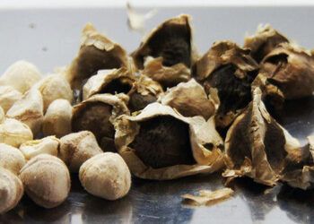 முருங்கை விதை