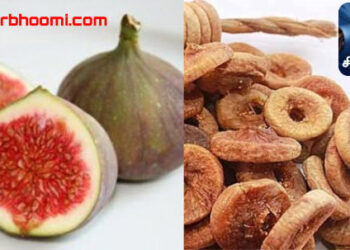 Figs are fruity அத்தி பழத்திலிருக்கும்
